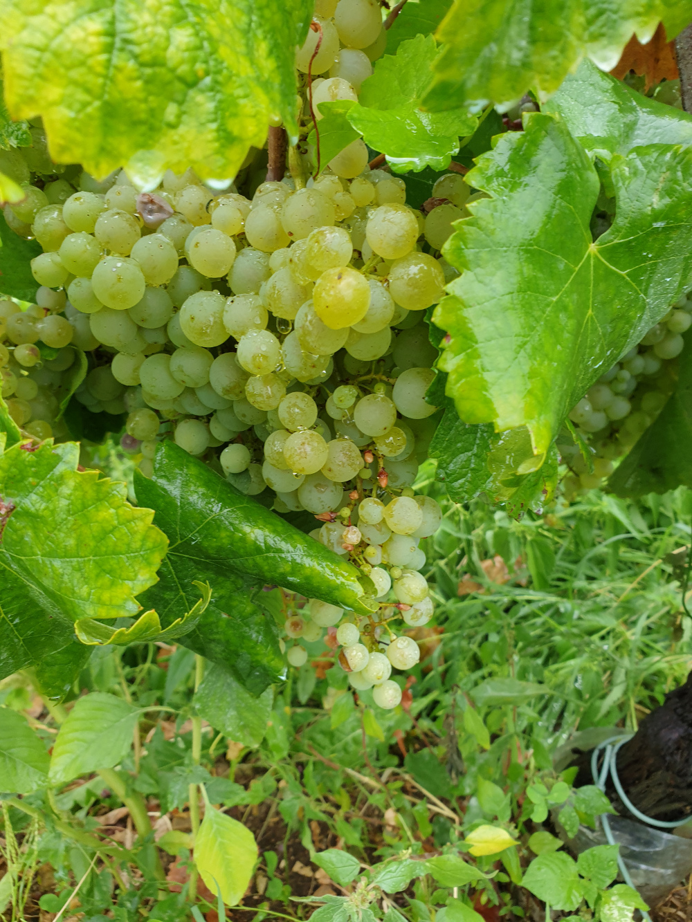 Le Colture grapes Le Colture grapes